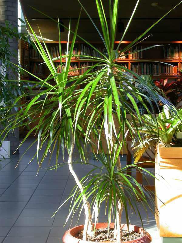 Dragon tree (Dracaena marginata)